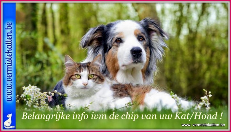 Hoe zet je de chip van je huisdier openbaar?