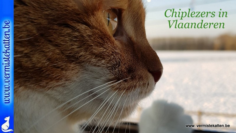 Chiplezers in Vlaanderen
