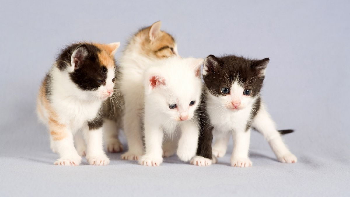 Een kitten in huis? Dit zijn je kosten!
