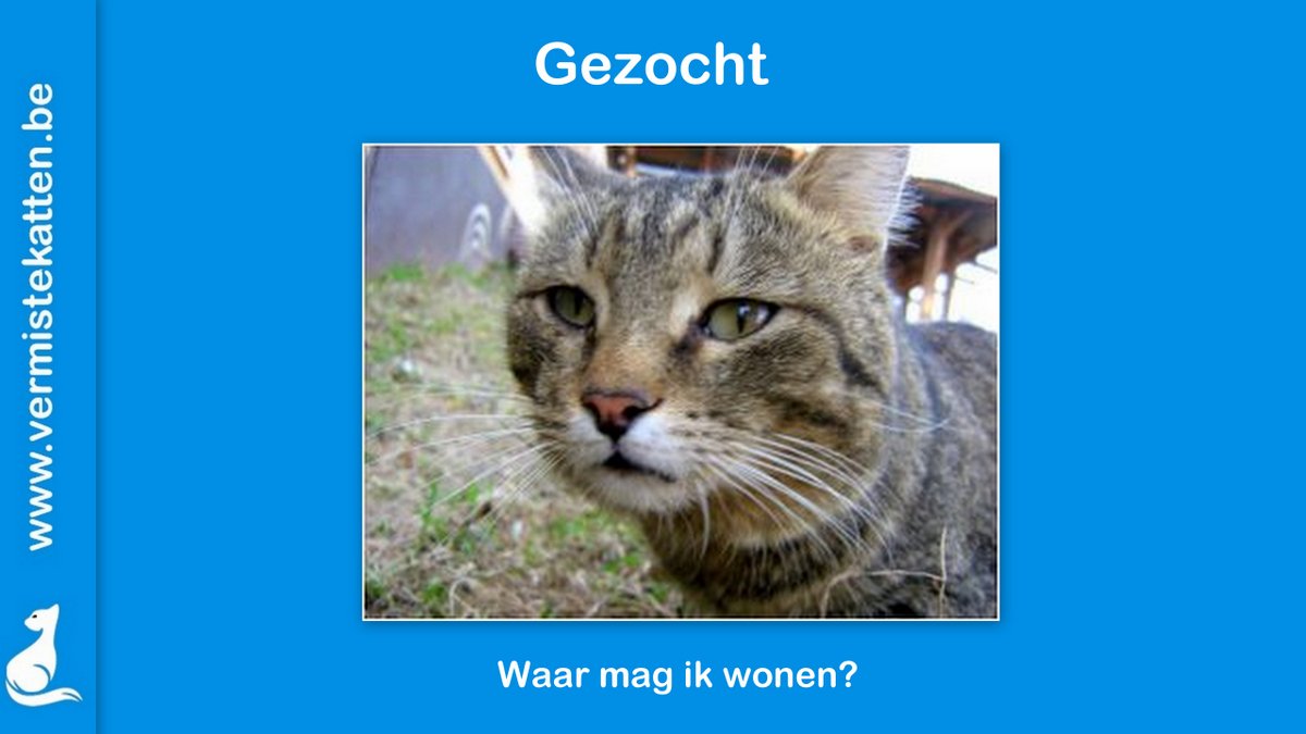 Gezocht: uitzetplaatsen voor zwerfkatten