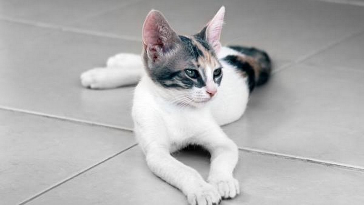 10 Tips om je kat koel te houden in de zomer