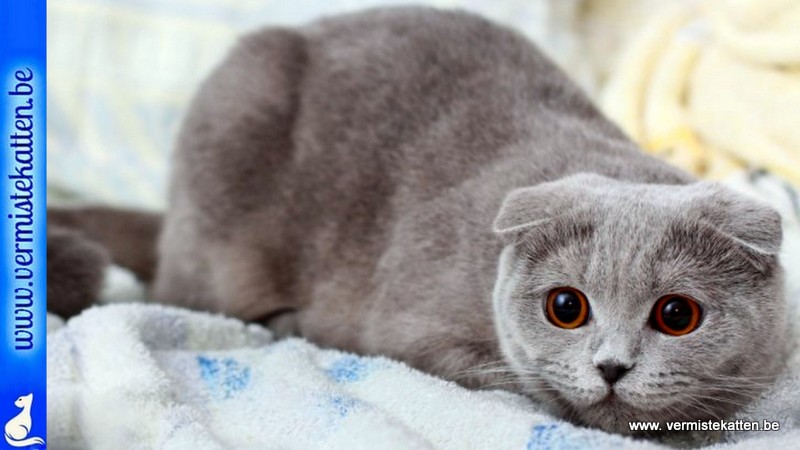 Verbod op kweken en verhandelen van Scottish Fold katten