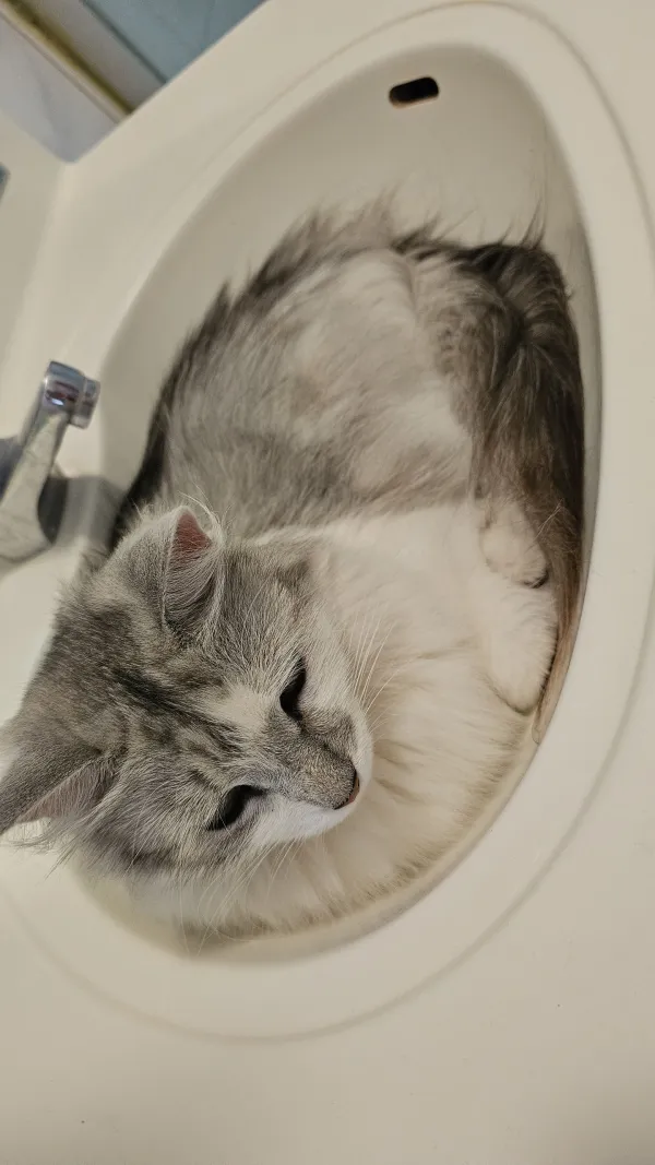 Paco