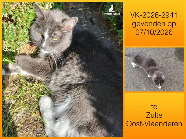 Gevonden kat