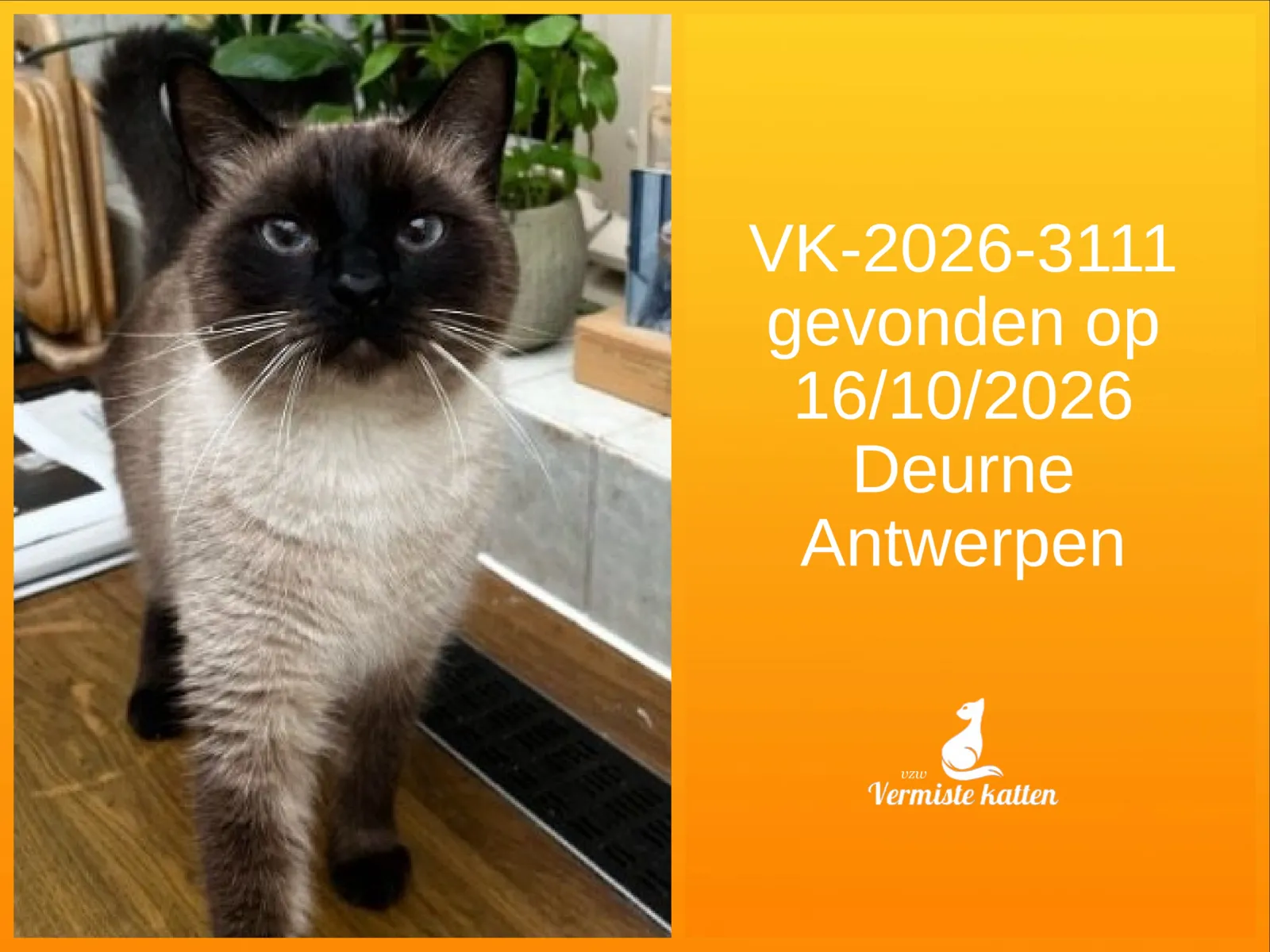 Gevonden kat