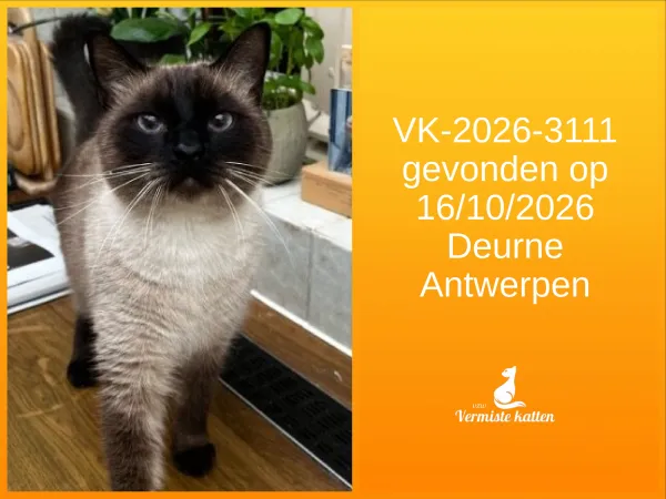 Gevonden kat