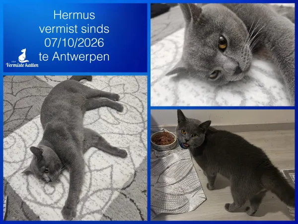 Hermus