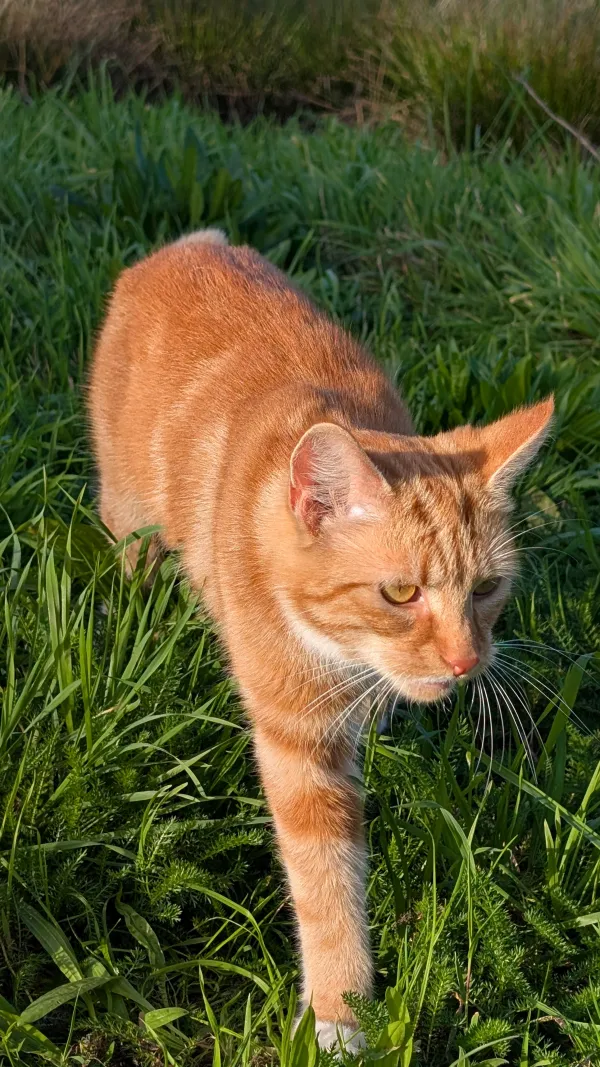 Gevonden kat