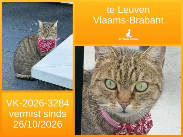 Gevonden kat