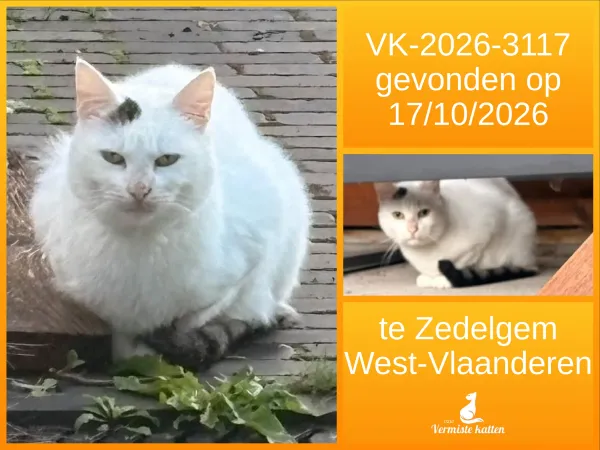 Gevonden kat