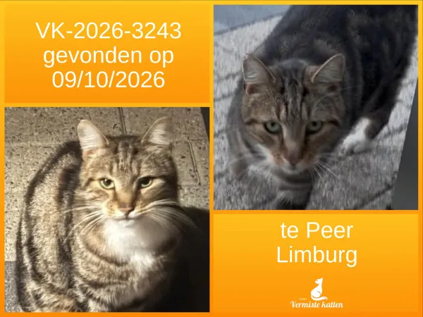 Gevonden kat