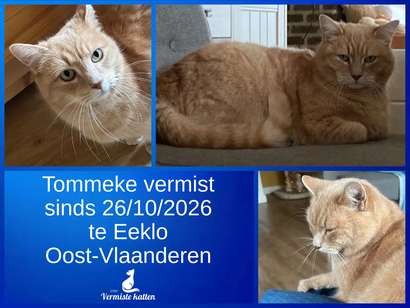 Tommeke