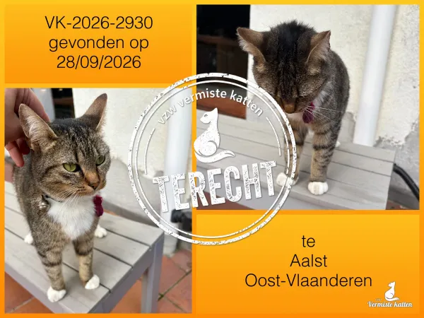 Gevonden kat