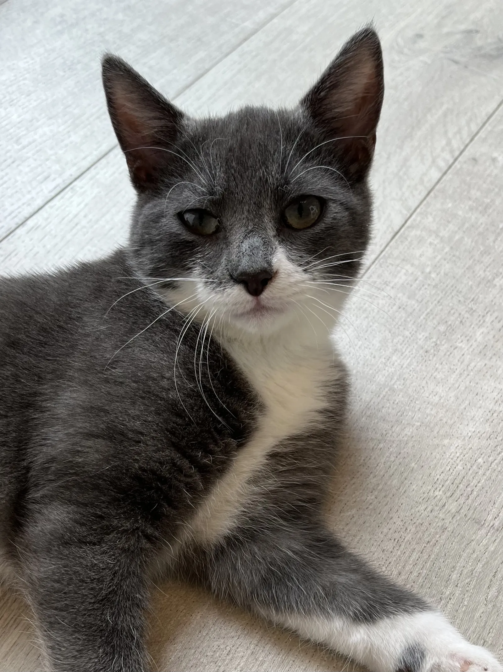 Oscar