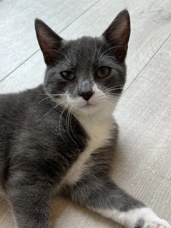 Oscar