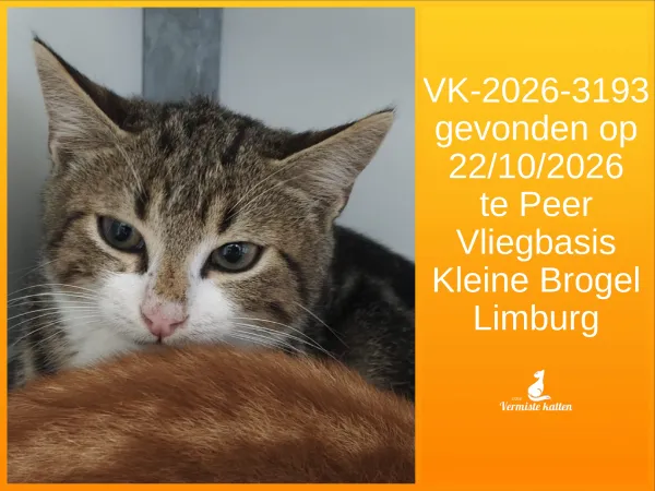 Gevonden kat