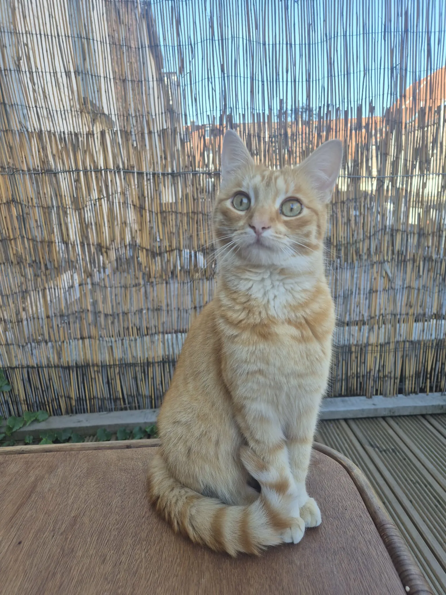 Cleo