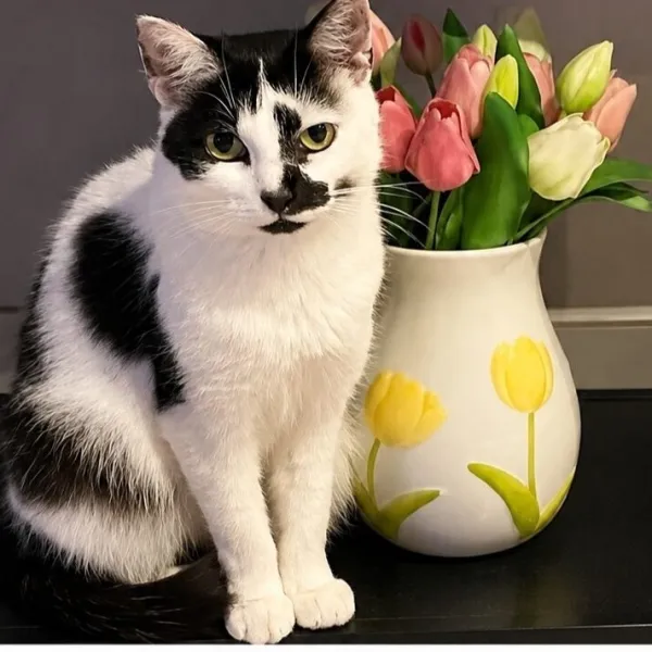 bella 