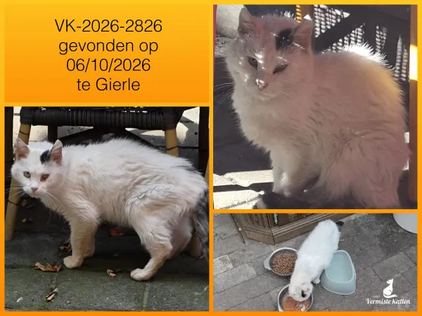 Gevonden kat