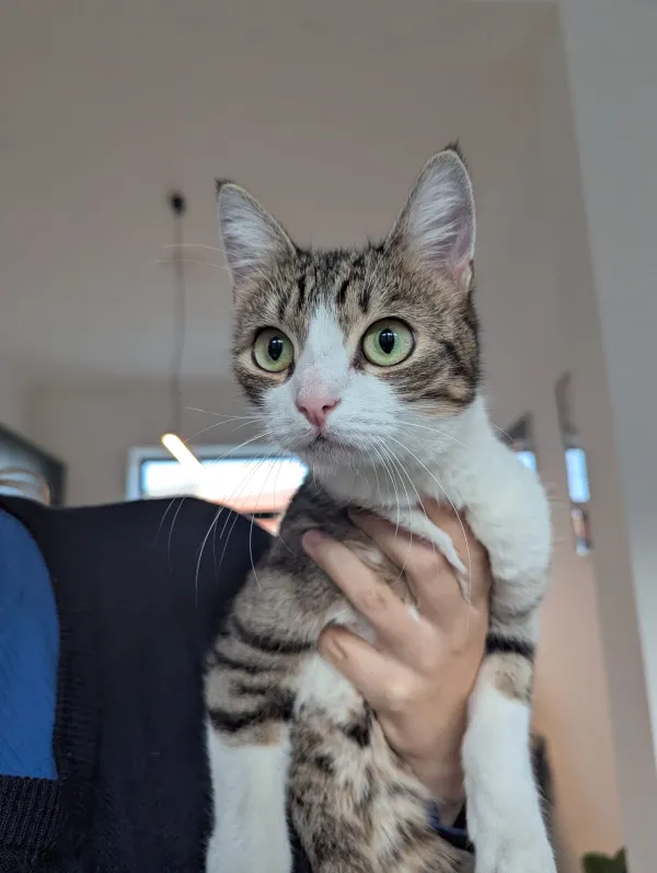 Gevonden kat
