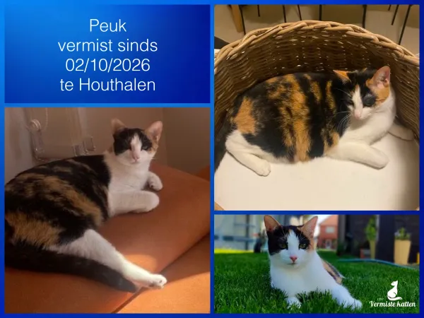Peuk