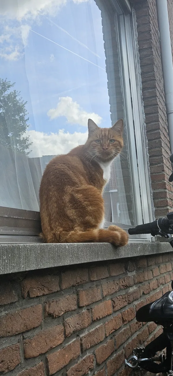 Gevonden kat