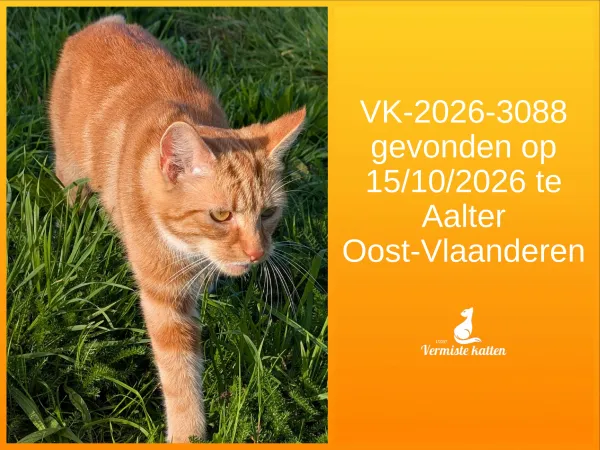 Gevonden kat