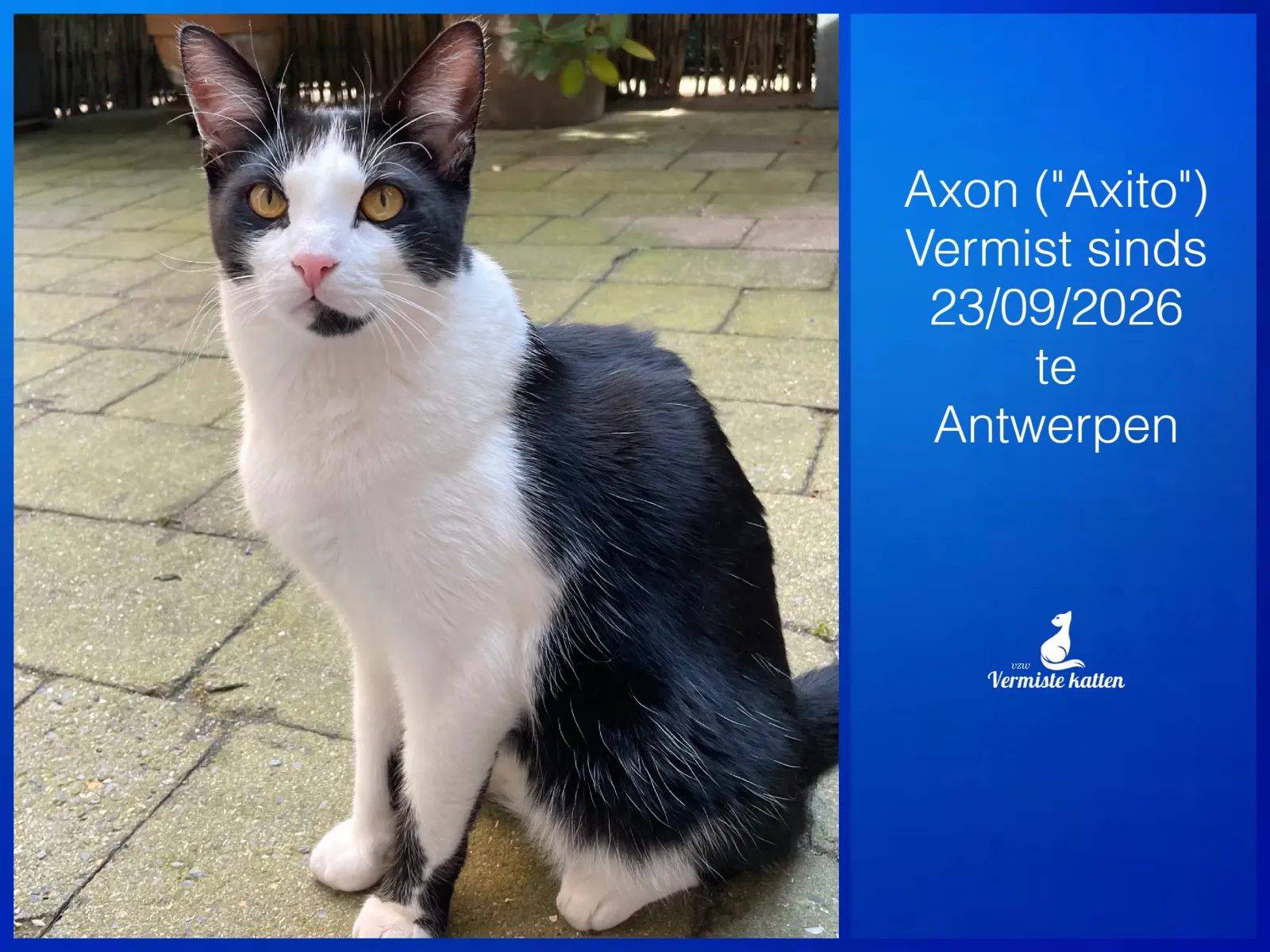 Axon ("Axito")