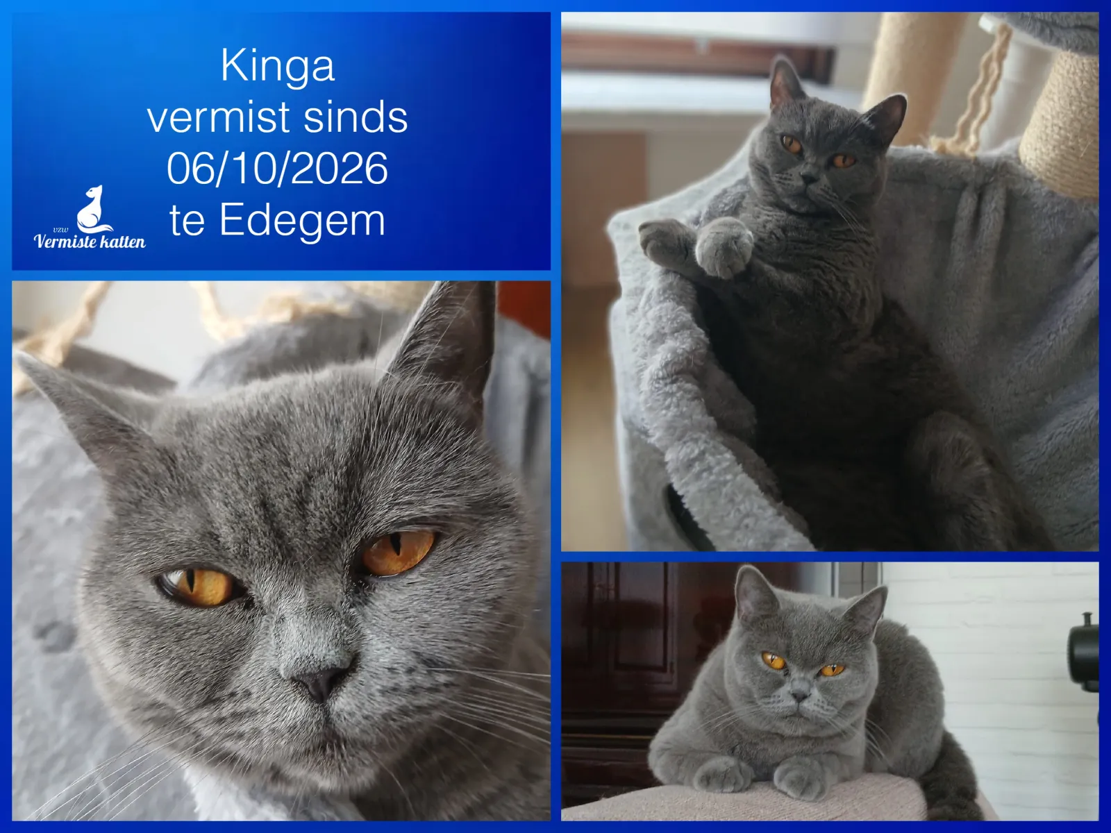 Kinga 