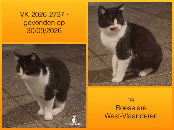 Gevonden kat