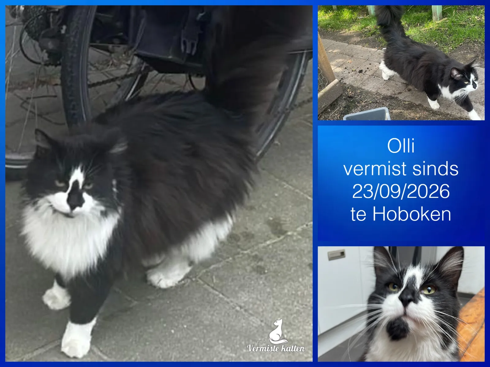 Olli