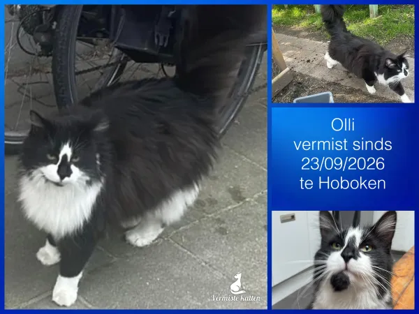 Olli