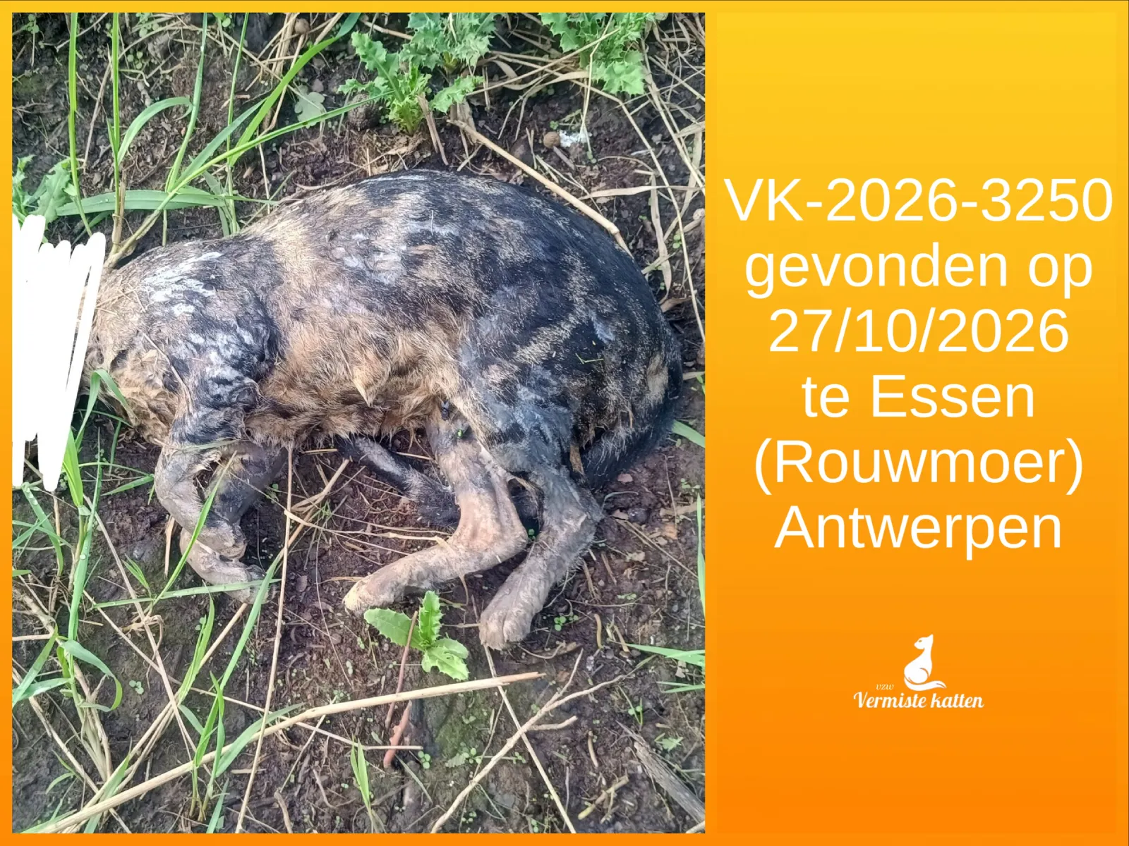Gevonden kat