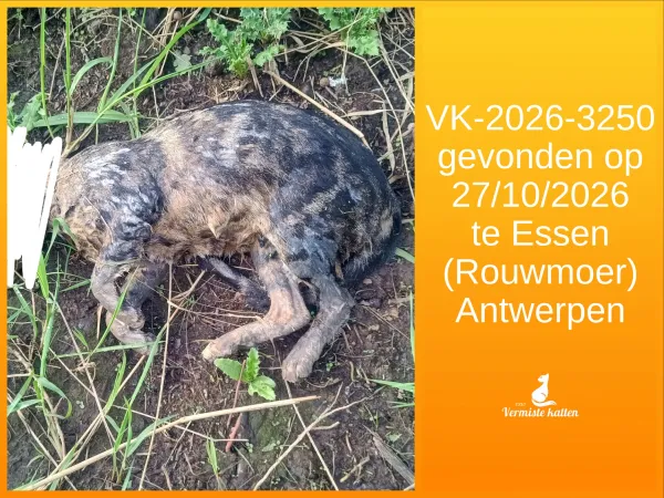 Gevonden kat