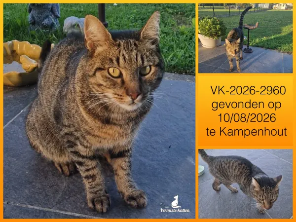 Gevonden kat