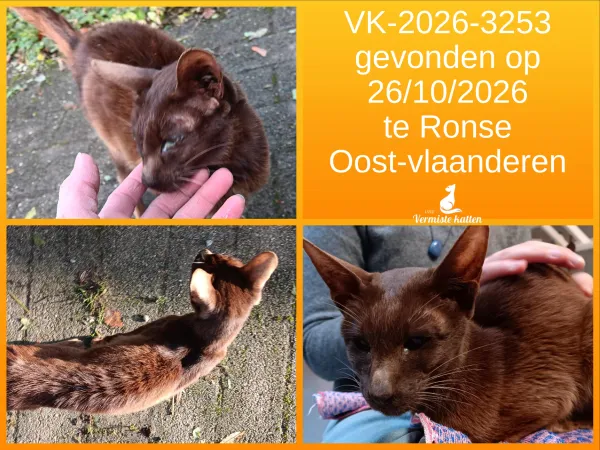 Gevonden kat