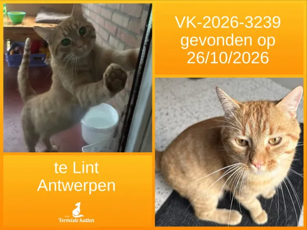 Gevonden kat