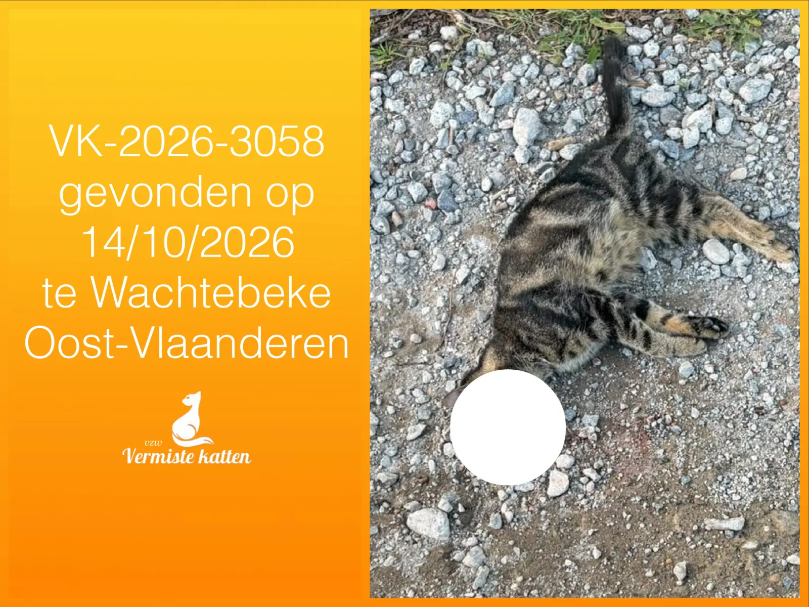 Gevonden kat