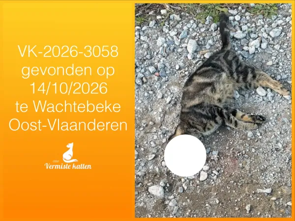 Gevonden kat