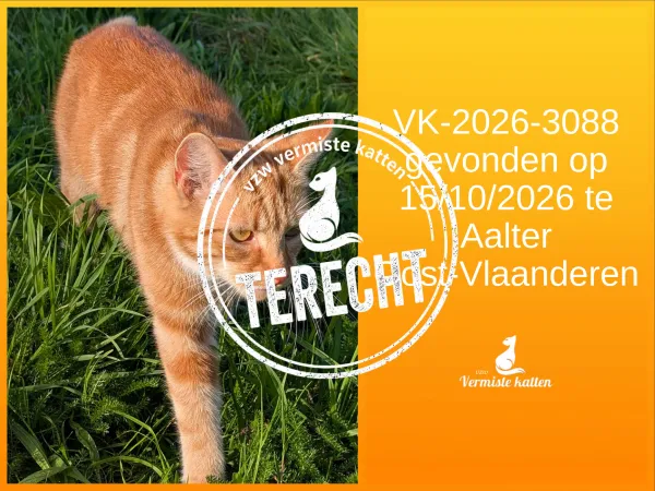 Gevonden kat