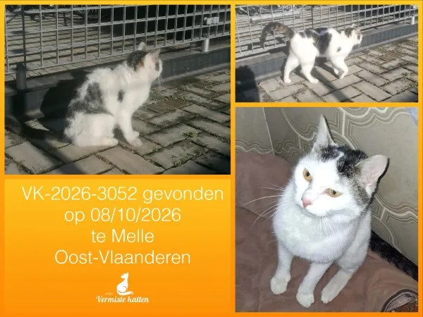 Gevonden kat