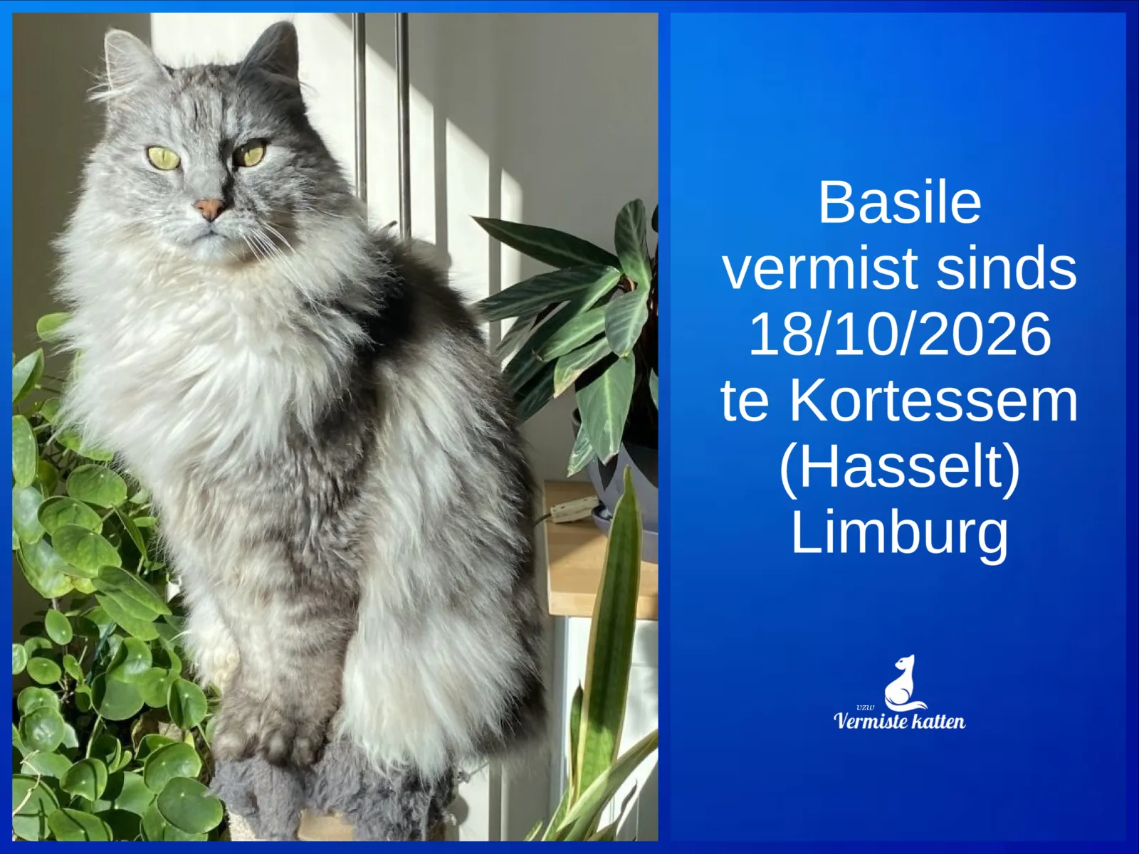 Basile 