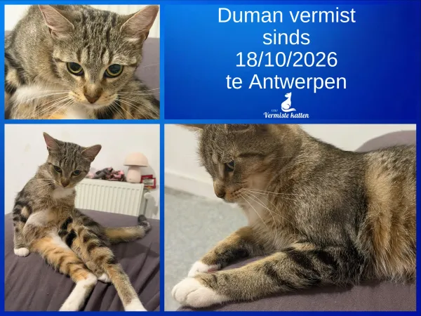 Duman