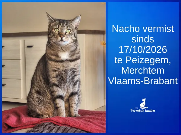 Nacho