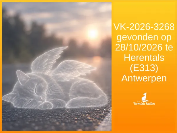 Gevonden kat