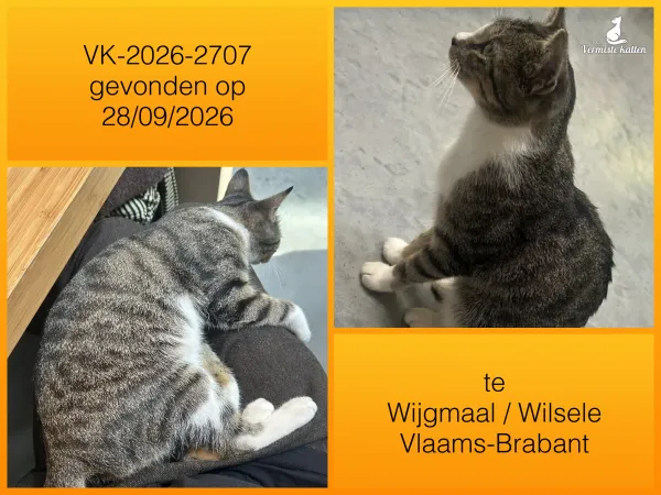 Gevonden kat