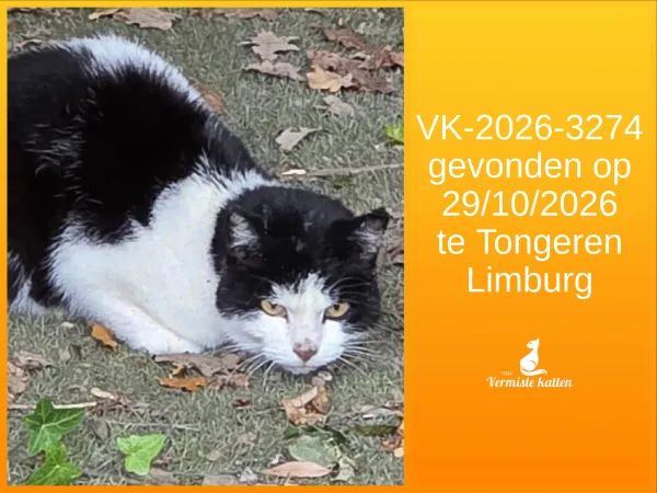 Gevonden kat
