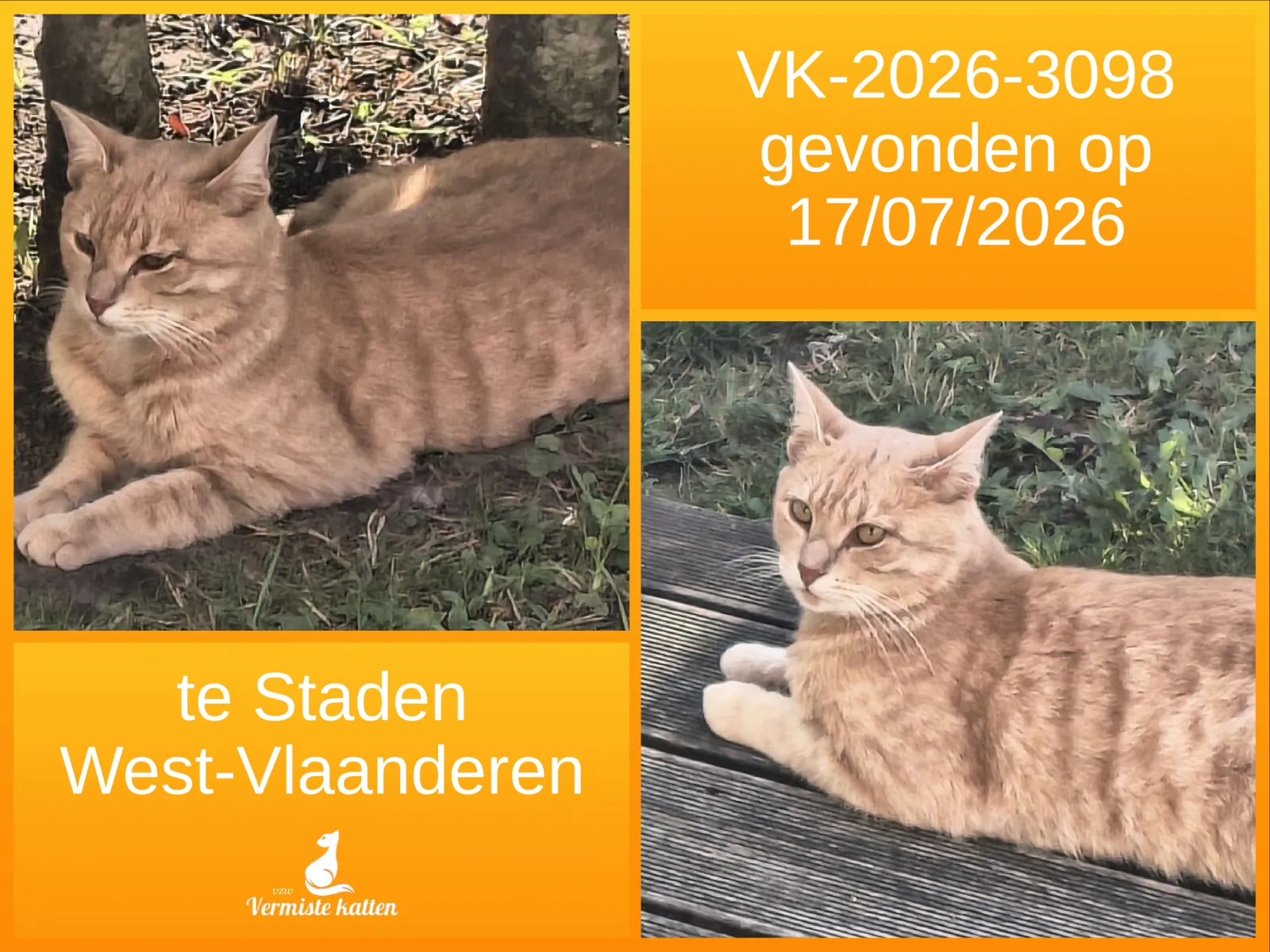 Gevonden kat