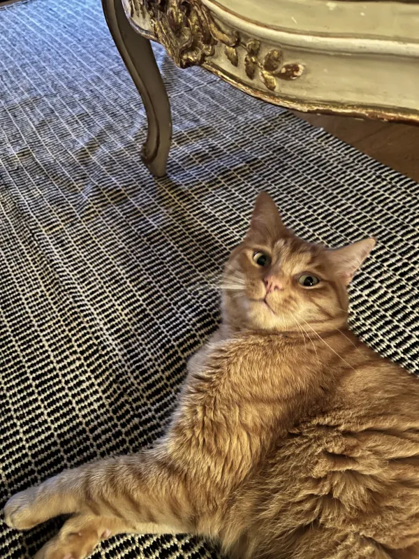 Willie