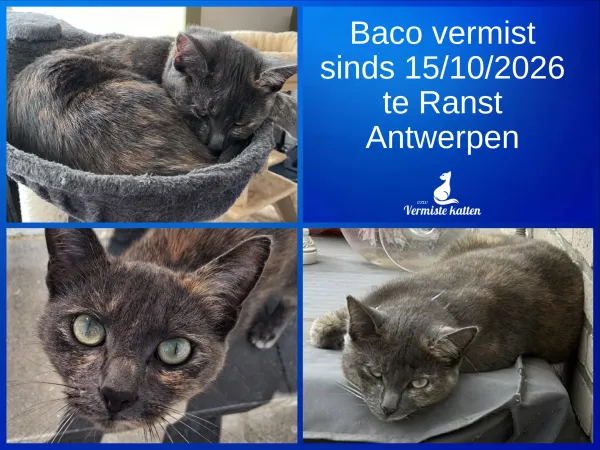 Baco